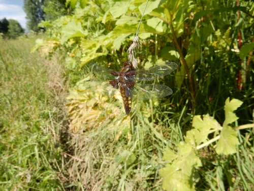 Macro photography of Libellula depressa