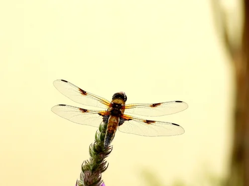 Macro photography of Libellula quadrimaculata