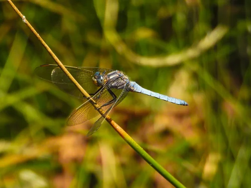 Macro photography of Orthetrum coerulescens