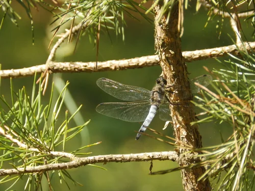Macro photography of Orthetrum cancellatum
