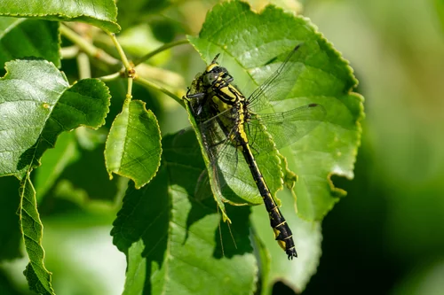 Macro photography of Gomphus vulgatissimus