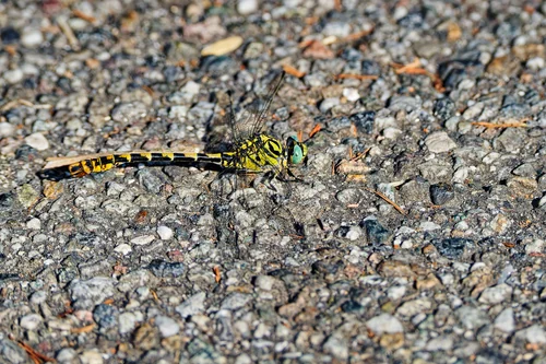 Macro photography of Onychogomphus forcipatus