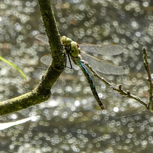 Macro photography of Anax imperator