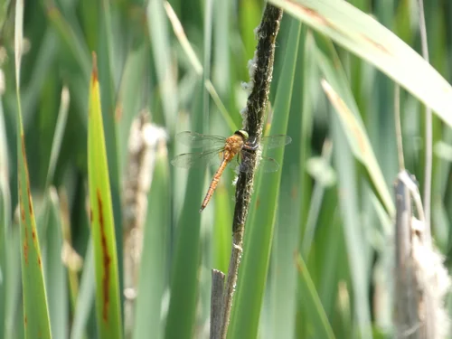 Macro photography of Aeshna isoceles