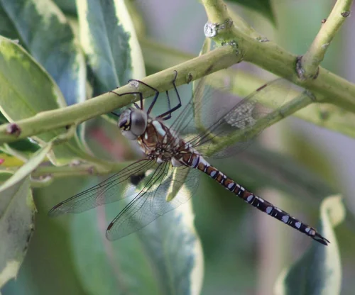 Macro photography of Aeshna mixta