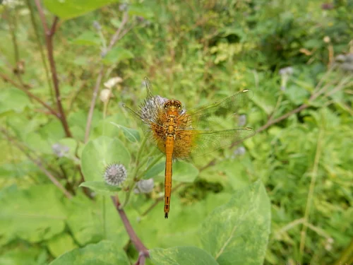 Macro photography of Sympetrum flaveolum