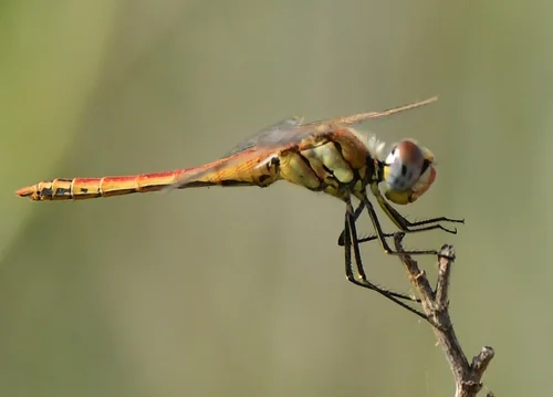 Macro photography of Sympetrum fonscolombii