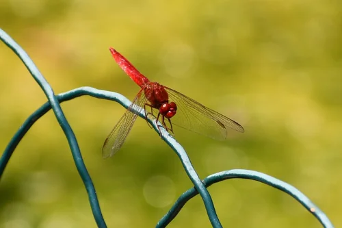 Macro photography of Crocothemis erythraea
