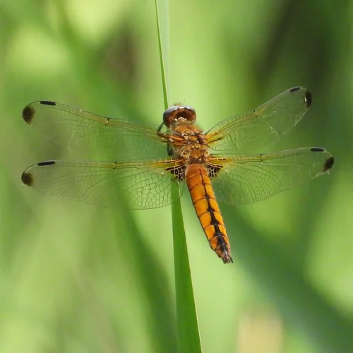 Macro photography of Libellula fulva