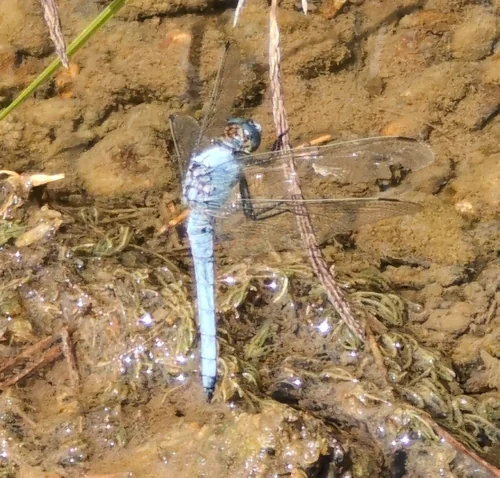 Macro photography of Orthetrum brunneum