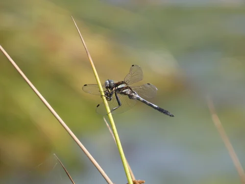 Macro photography of Orthetrum albistylum