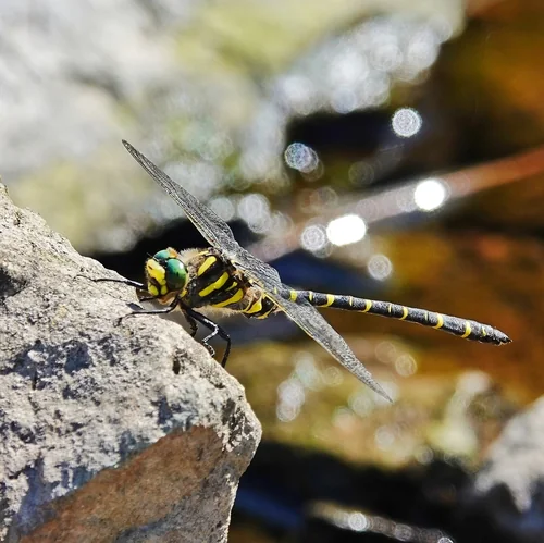 Macro photography of Cordulegaster boltonii