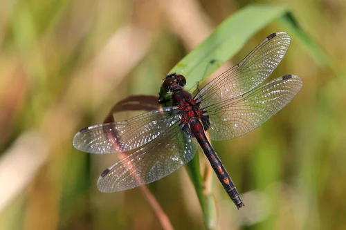 Macro photography of Leucorrhinia dubia