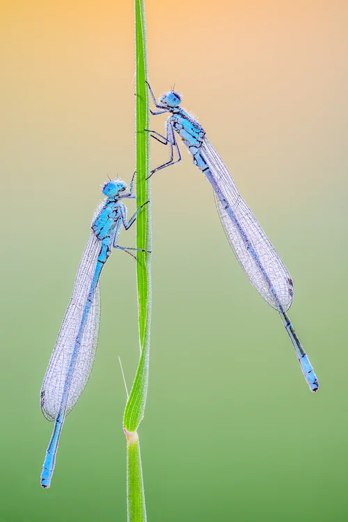 Macro photography of Coenagrion puella