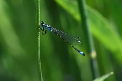 Macro photography of Ischnura elegans