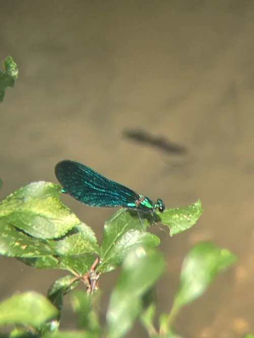 Macro photography of Calopteryx virgo
