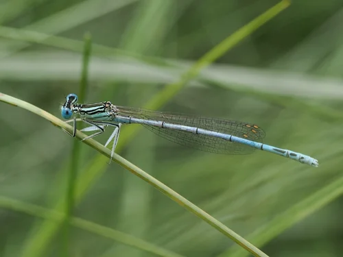 Macro photography of Platycnemis pennipes
