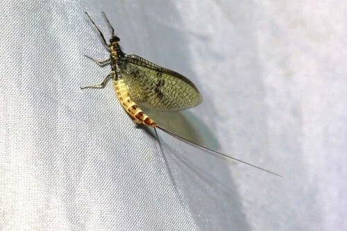 Macro photography of Danish Mayfly (Ephemera danica), featuring Ephemeral, Upright-winged, Delicate characteristics, native to Nationwide, China.