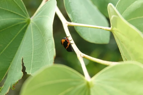 Macro photography of Red Froghopper (Cosmoscarta heros), featuring Spittle-producing, Red-bodied, Leathery characteristics, native to Nationwide, China.