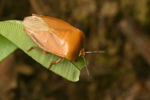 Macro photography of Lychee Stink Bug (Tessaratoma papillosa), featuring Shield-shaped, Pentatomid, Plant-feeding characteristics, native to Guangdong, China.
