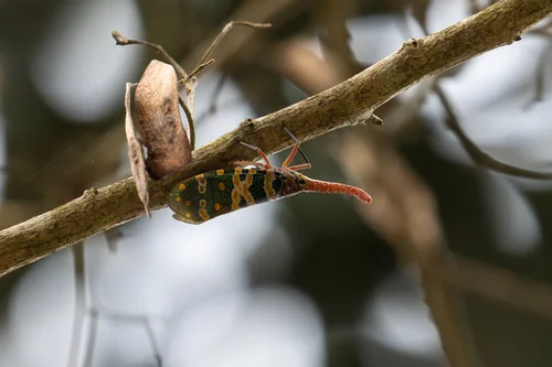 Macro photography of Longan Lanternfly (Pyrops candelaria), featuring Chitinous, Segmented, Natural characteristics, native to Guangdong, China.
