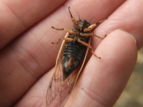 Macro photography of Magicicada cassinii