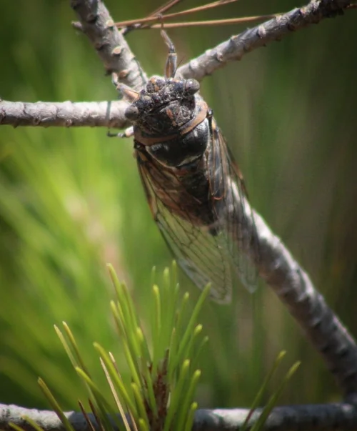 Macro photography of Lyristes plebejus