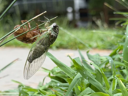 Macro photography of Tibicen linnei