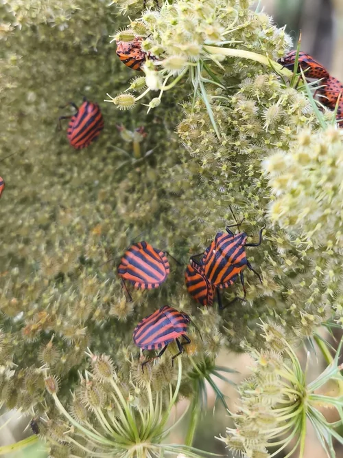 Macro photography of Graphosoma lineatum