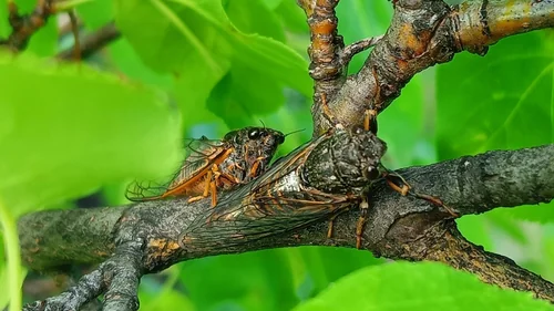 Macro photography of Cicadetta montana