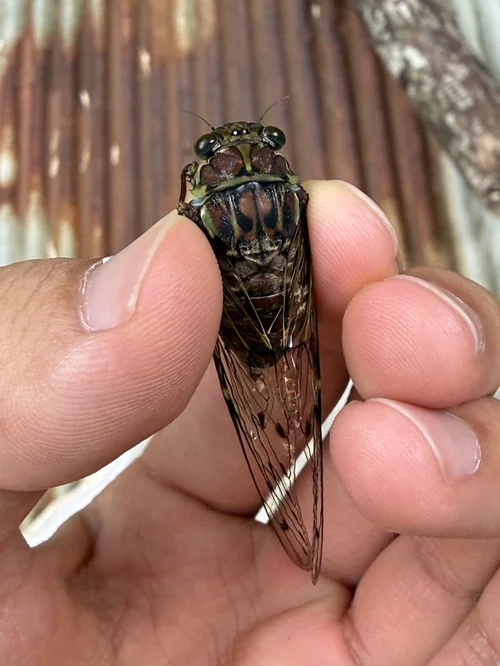 Macro photography of Tanna japonensis