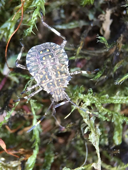 Macro photography of Halyomorpha halys