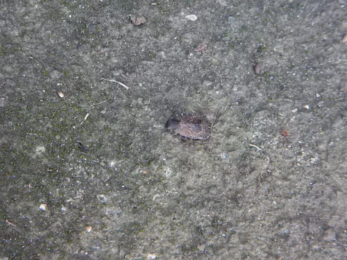 Macro photography of Erthesina fullo