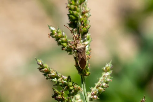 Macro photography of Cletus punctiger