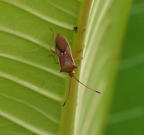 Macro photography of Cletus trigonus