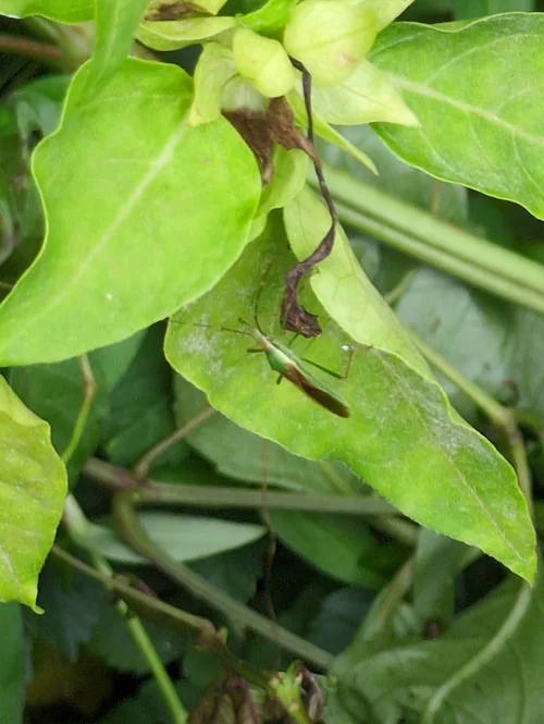 Macro photography of Leptocorisa chinensis
