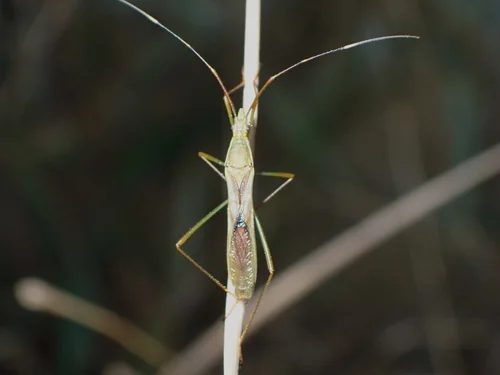 Macro photography of Leptocorisa varicornis