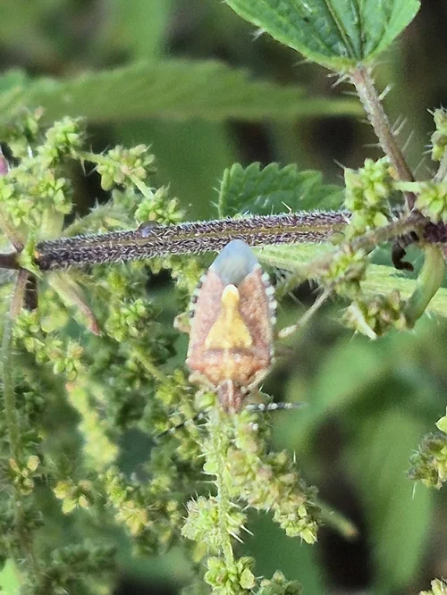 Macro photography of Dolycoris baccarum