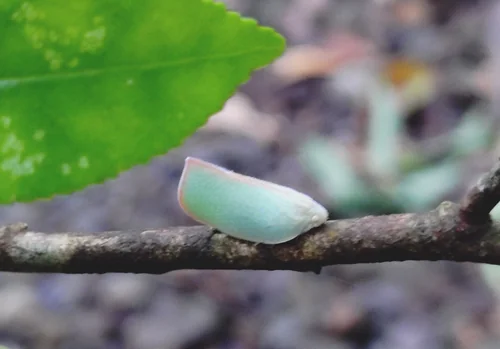 Macro photography of Geisha distinctissima
