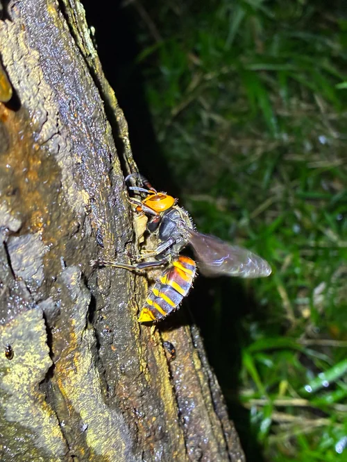 Macro photography of Asian Giant Hornet (Vespa mandarinia), featuring Yellow-jacket, Predatory, Social characteristics, native to Nationwide, China.
