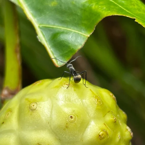 Macro photography of Black Polyrhachis Ant (Polyrhachis vicina), featuring Social, Formicid, Eusocial characteristics, native to Nationwide, China.