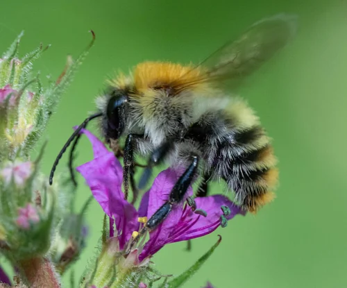 Macro photography of Asian Honey Bee (Apis cerana), featuring Fuzzy body, Wing venation, Stinger characteristics, native to 全国各地, China.