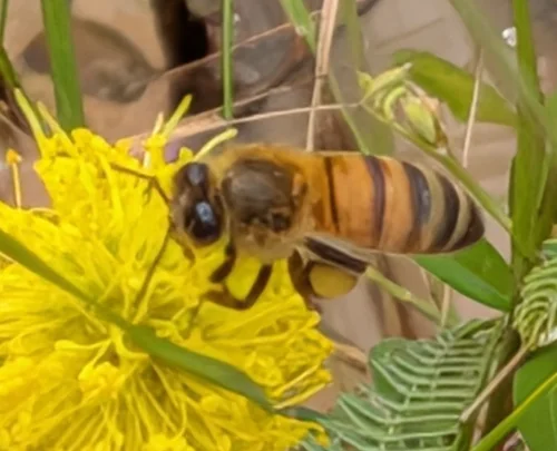 Macro photography of Apis mellifera