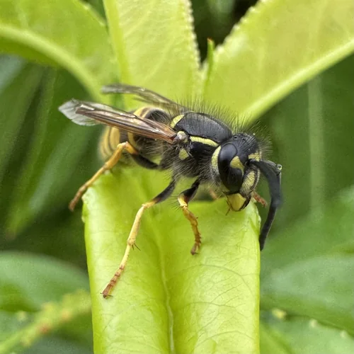 Macro photography of Vespula vulgaris
