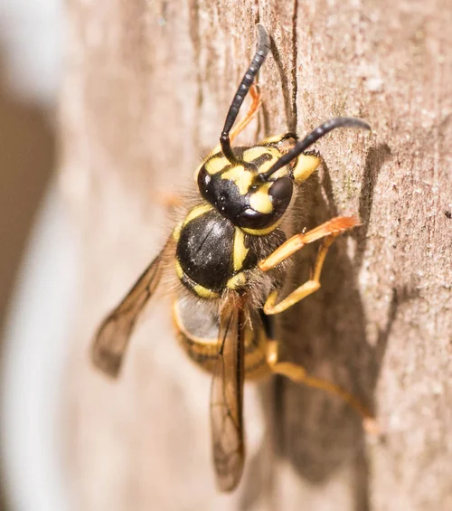 Macro photography of Vespula germanica