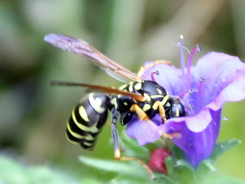 Macro photography of Polistes nimphus