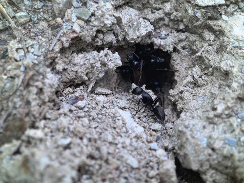 Macro photography of Camponotus japonicus