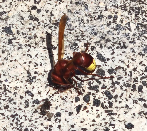 Macro photography of Vespa orientalis