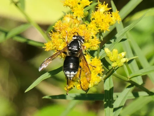 Macro photography of Dolichovespula maculata