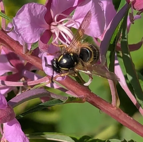 Macro photography of Dolichovespula norwegica
